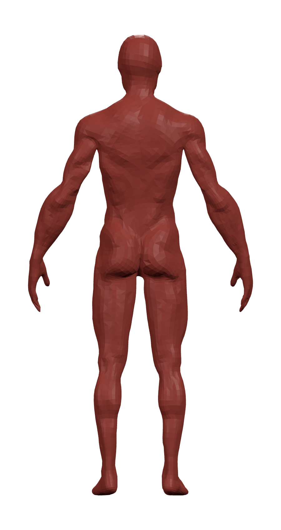 Anatomical back view of the human muscular system