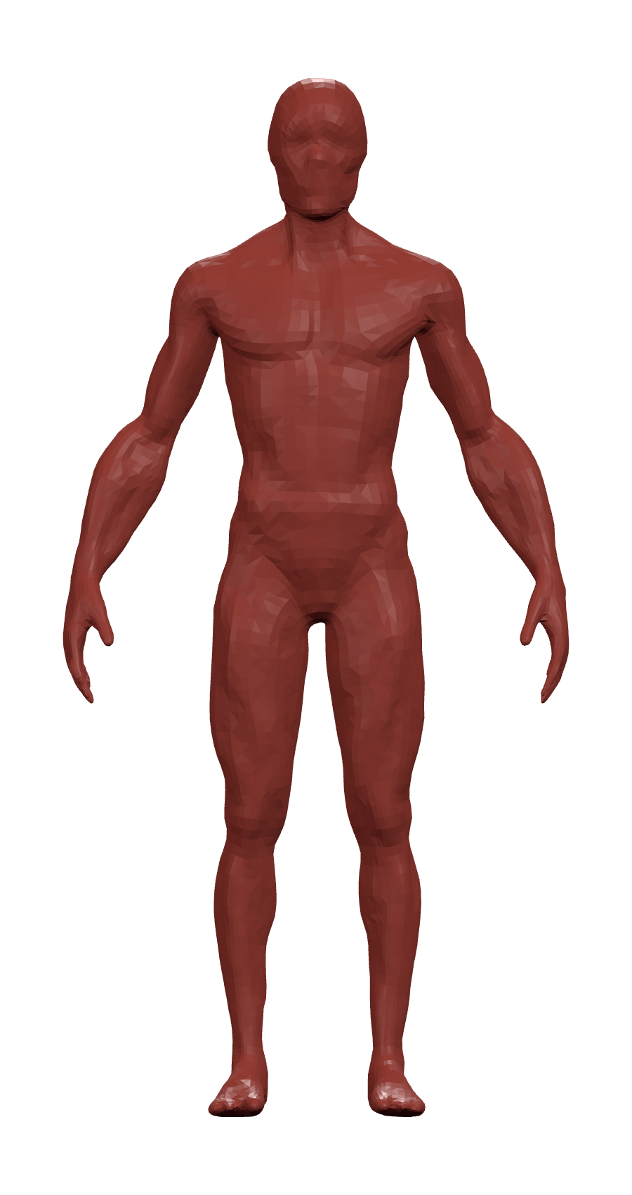 Anatomical front view of the human muscular system