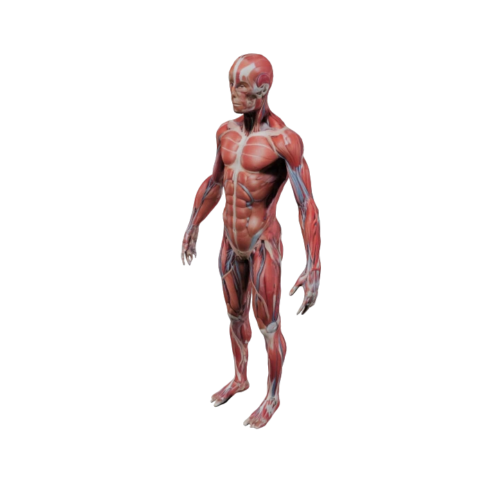Muscular anatomy figure — explore the conditions we treat